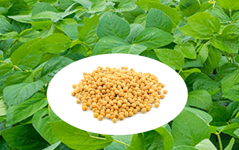 agro 6